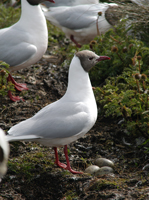 black-headed-gull-1